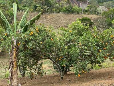 San Isidro Del Gener Pérez Zeledón, San José 00001, Costa Rica