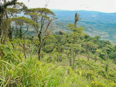 Cajón Pérez Zeledón, San José 00001, Costa Rica