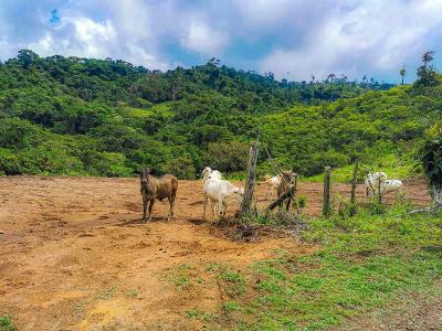 Cajón Pérez Zeledón, San José 00001, Costa Rica