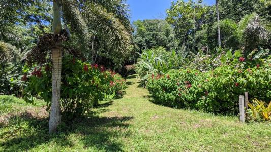 Paraíso Sixaola Talamanca, Limón 00001, 哥斯达黎加