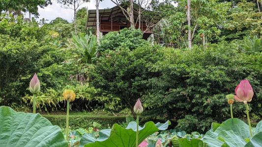 Paraíso Sixaola Talamanca, Limón 00001, 哥斯达黎加