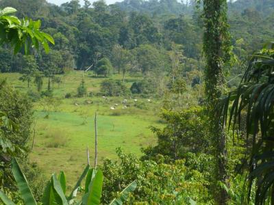 Paraíso Sixaola Talamanca, Limón 00001, 哥斯达黎加