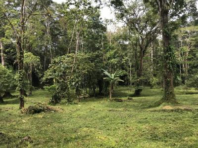 Cocles Cahuita Talamanca, Limón 00001, Costa Rica