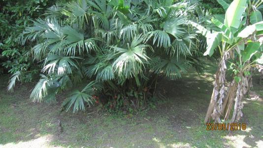 Punta Cocles Talamanca, Limón 00001, Costa Rica
