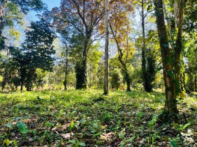 Puerto Viejo Playa Negra Cahuita Talamanca, Limón 70403, 코스타 리카