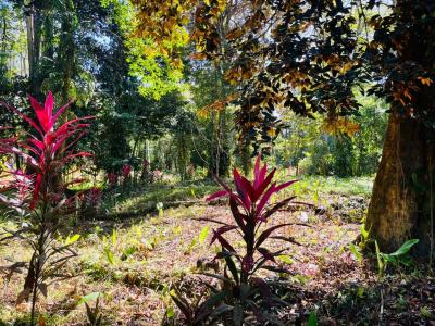 Puerto Viejo Playa Negra Cahuita Talamanca, Limón 70403, Коста-Рика