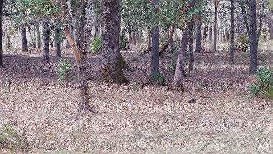 000 Redwood Highway, Cave Junction, אורגון 97523, ארצות הברית של אמריקה 