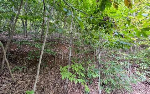 Lot 34 Overlook At Yh, Young Harris, Georgia 30582, USA