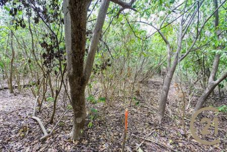 Mt. Pleasant - Lot No. 1, Carriacou, Carriacou West Indies, Grenada