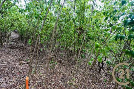 Mt. Pleasant - Lot No. 1, Carriacou, Carriacou West Indies, Grenada