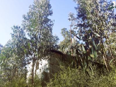 Amarante, 포트토 4600-681, 포르투갈