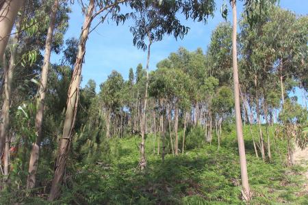 Torres Vedras, 葡京 2560-409, 葡萄牙