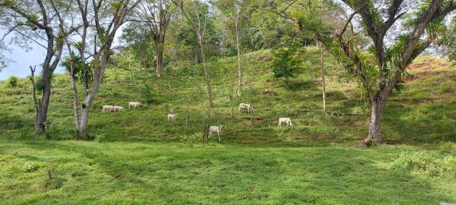 Quepos Quepos, פונטרנס 60601, קוסטה ריקה 