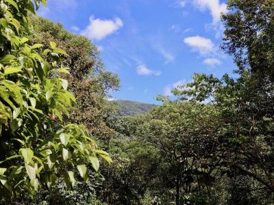 Dominical Aguirre, بونتاريناس 00001, كوستاريكا 