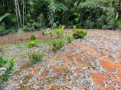 Ojochal Puerto Cortés Osa, Puntarenas 00001, 哥斯達尼加