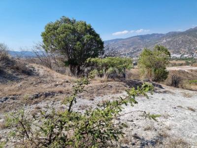 BOSQUES DE CEDRELAS Kilómetro 305,, Chilpancingo De Los Bravo, גררו 39105, מקסיקו 