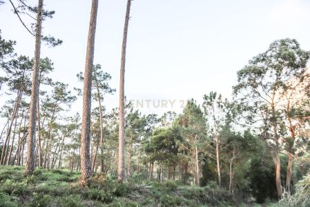 Sintra, Лиссабон 2705-413, Португалия