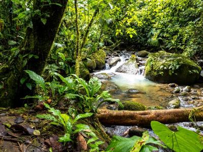 Dominical Osa, Puntarenas 00001, 코스타리카
