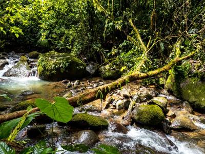 Dominical Osa, Puntarenas 00001, 코스타리카