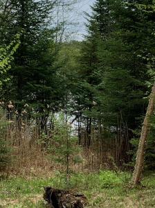 Ch. Daigneault S., La Minerve, Québec J0T 1S0, Canada