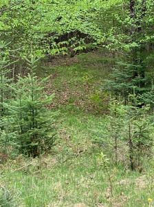 Ch. Daigneault S., La Minerve, Québec J0T 1S0, Canada