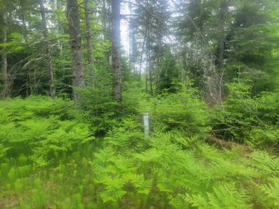19308 Mamie Lake Rd., Watersmeet, 密歇根州 49969, 美国