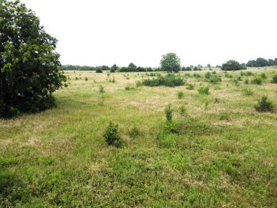 Lot 6 CR 1400, Ravenna, Texas 75476, Stati Uniti