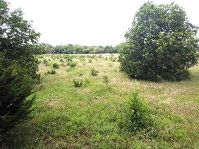 Lot 5 CR 1400, Ravenna, Texas 75476, Stati Uniti