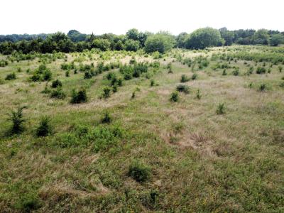 Lot 5 CR 1400, Ravenna, Texas 75476, Stati Uniti