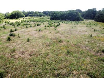 Lot 4 CR 1400, Ravenna, Texas 75476, Stati Uniti