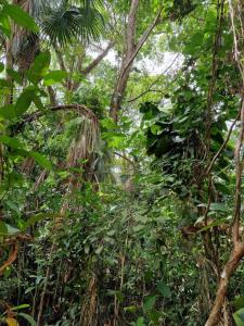 Cattle Landing, Toledo 00001, Belize