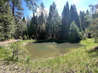 3206 Dale Creek Road, Weed, カリフォルニア 96094, アメリカ合衆国