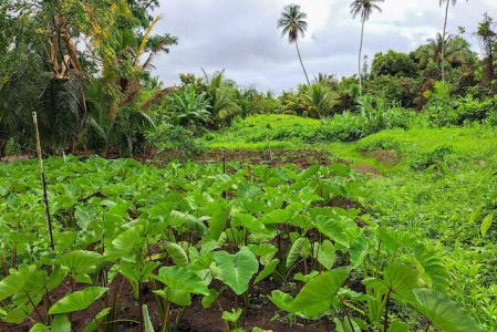 La Digue -12.5 Acres, La Digue, St.Andrew West Indies, Grenada