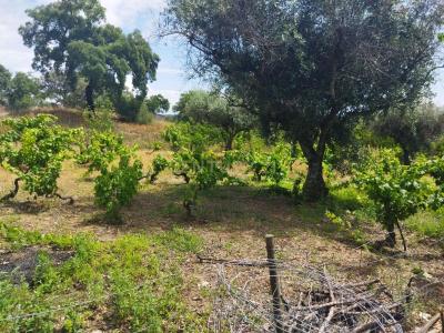 布朗库堡区, 布朗库堡区 6005-232, 葡萄牙