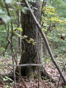 64 Riddle St, Dayton, Tennessee 37321, Stati Uniti