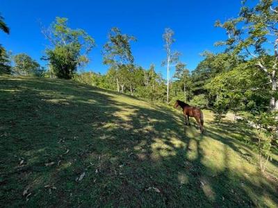 Punta Uva Puerto Viejo Talamanca, Limón 70403, Коста-Рика
