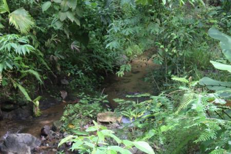 Península De Osa Osa, Puntarenas 00001, Costa Rica