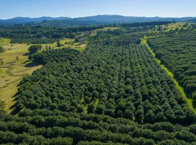 1808 Dunoon Road, Dunoon, NSW 2480, 澳大利亚