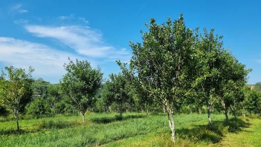 1808 Dunoon Road, Dunoon, NSW 2480, Australia