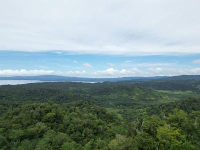 Mogos Sierpe Osa, Puntarenas 00001, Costa Rica