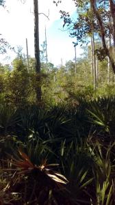 0 NE 134 PLACE, Citra, Florida 32113
