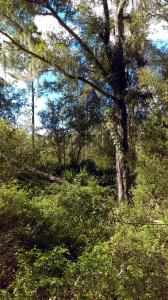 0 NE 134 PLACE, Citra, Florida 32113