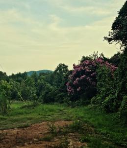823 Silver Creek Road, Mill Spring, North Carolina 28756
