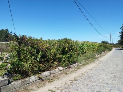 Esposende, Braga 4740-000, Portugal