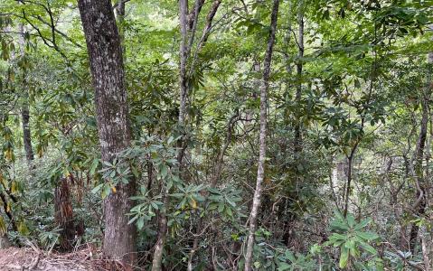 18.8a Compass Crk/Julie Mt, Hayesville, 北卡羅來納州 28904, 美國