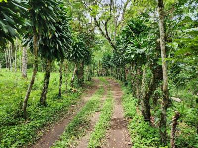 Rivas Pérez Zeledón, San José 00001, Costa Rica