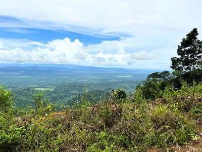 Palmar Sur Osa, 蓬塔雷納斯 00001, 哥斯達尼加