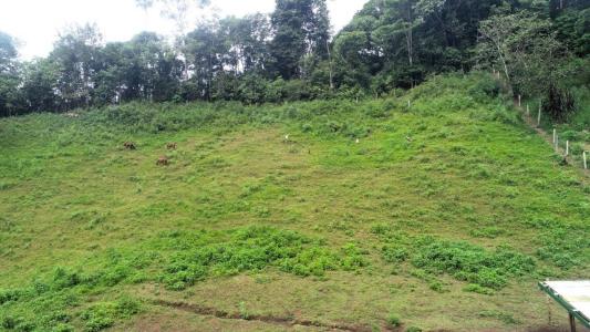 Palmar Sur Osa, 蓬塔雷納斯 00001, 哥斯達尼加