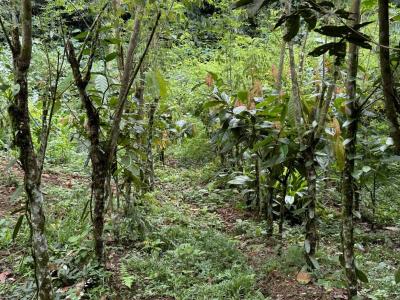 Palmar Sur Osa, 蓬塔雷納斯 00001, 哥斯達尼加