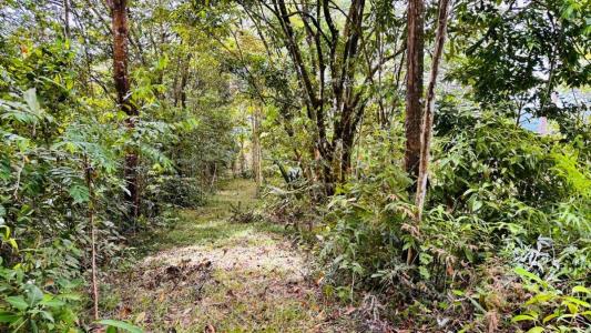 Tres Ríos Puerto Cortés Osa, Puntarenas 00001, Costa Rica